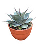  Agave Blue Brian (schaal 20 cm)