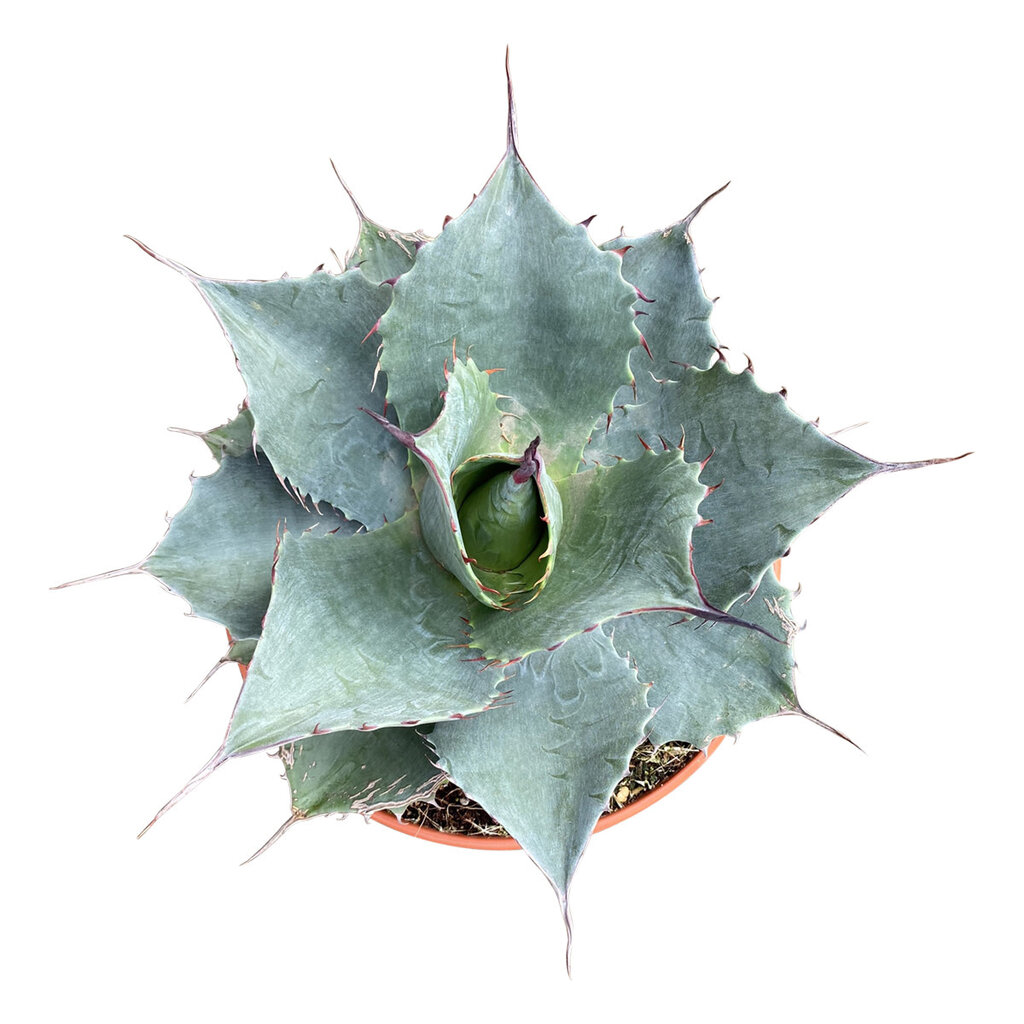 Agave Blue Brian (schaal 20 cm)