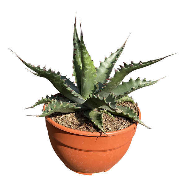 Agave gentryi "Jaws" (schaal 20 cm)