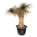 Yucca rigida "Multihead" (YRI-3)