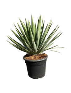  Yucca gloriosa "Lone star" (pot 20 liter)