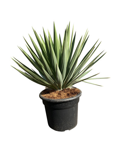 Yucca gloriosa "Lone star" (pot 20 liter)