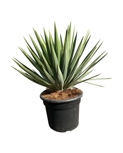 Yucca gloriosa "Lone star" (pot 20 liter)