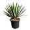 Yucca gloriosa "Lone star" (pot 20 liter)