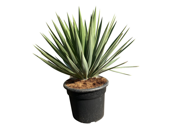 Yucca gloriosa "Lone star" (pot 20 liter)