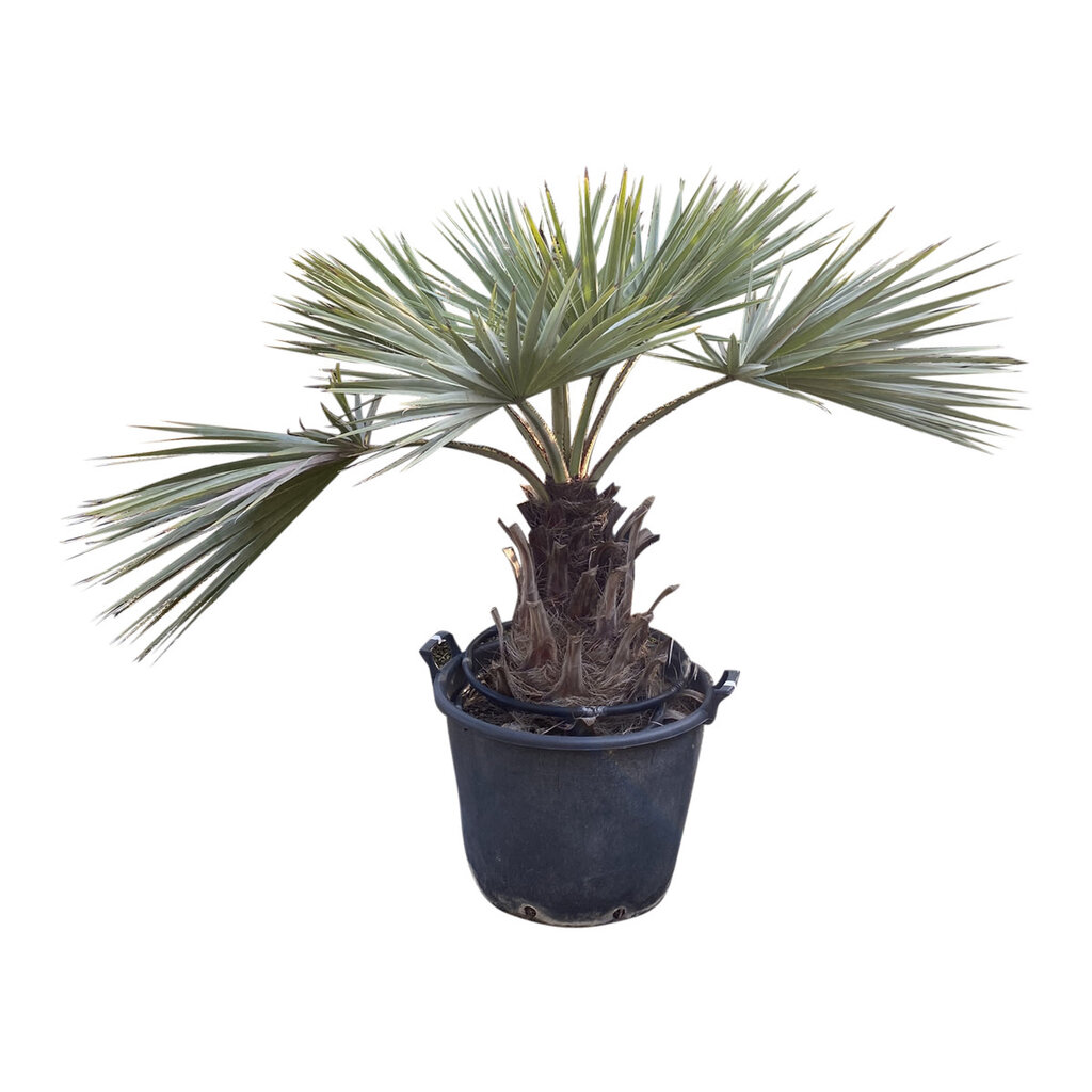 Brahea armata stamhoogte 40-50 cm