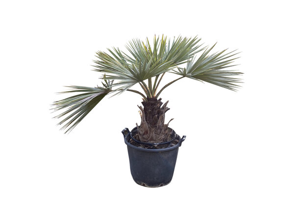 Brahea armata stamhoogte 40-50 cm
