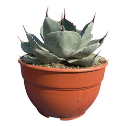 Agave parryi var. Truncata