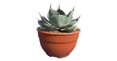 Agave parryi var. Truncata
