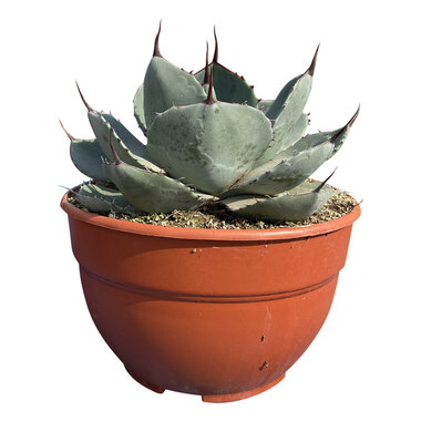 Agave parryi var. Truncata