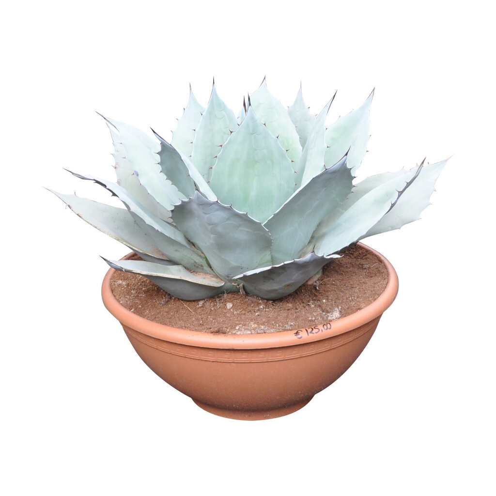 Agave ovatifolia "Iced Heart" (schaal 40 cm)