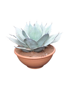 Agave ovatifolia "Iced Heart" (schaal 40 cm)