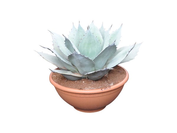 Agave ovatifolia "Iced Heart" (schaal 40 cm)