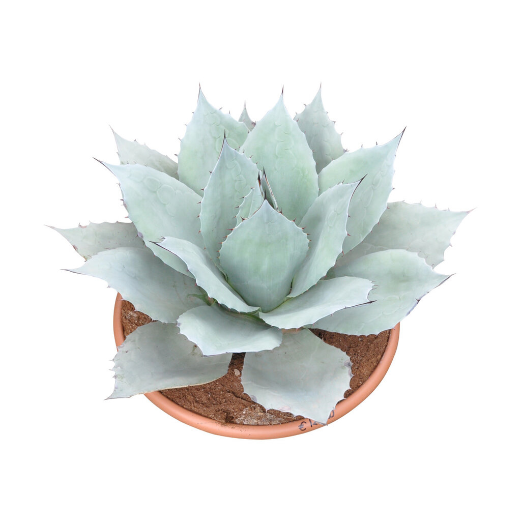 Agave ovatifolia "Iced Heart" (schaal 40 cm)
