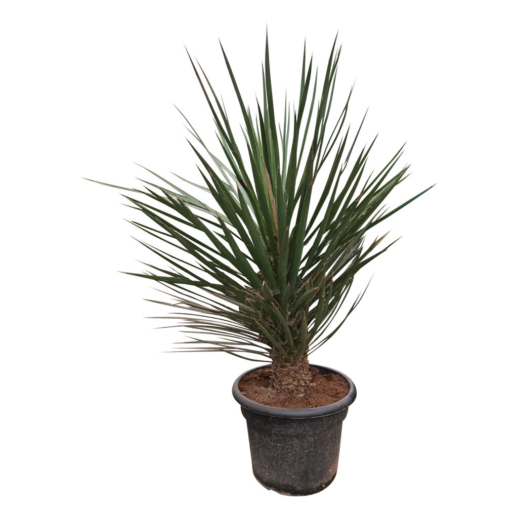 Yucca decipiens 150-175 cm