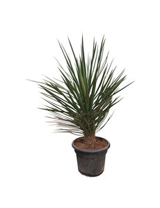  Yucca decipiens 150-175 cm