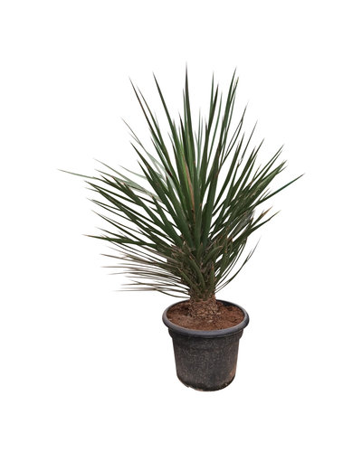 Yucca decipiens 150-175 cm