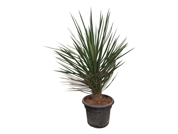 Yucca decipiens 150-175 cm