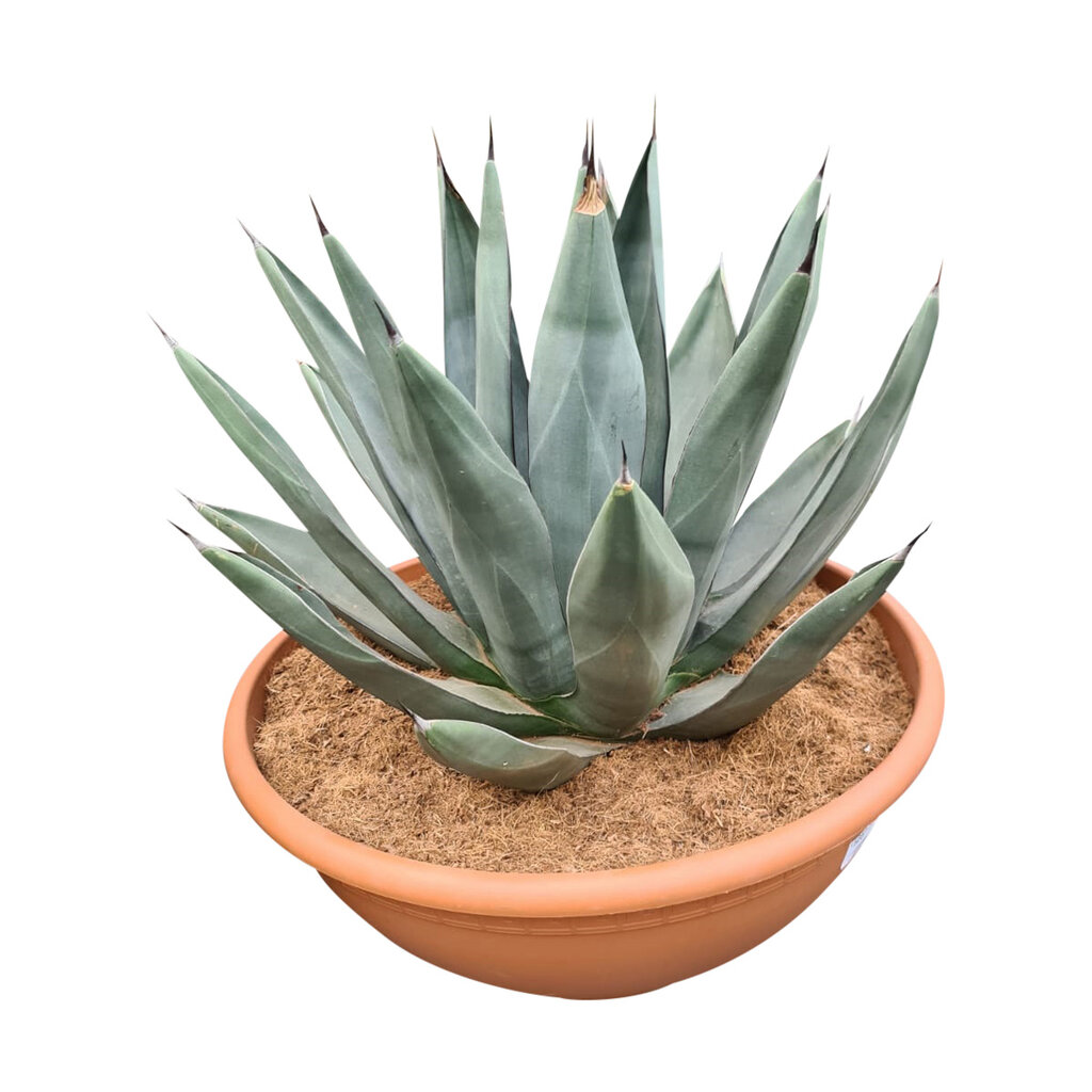 Agave sharkskin (schaal 50 cm)