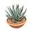 Agave sharkskin (schaal 50 cm)