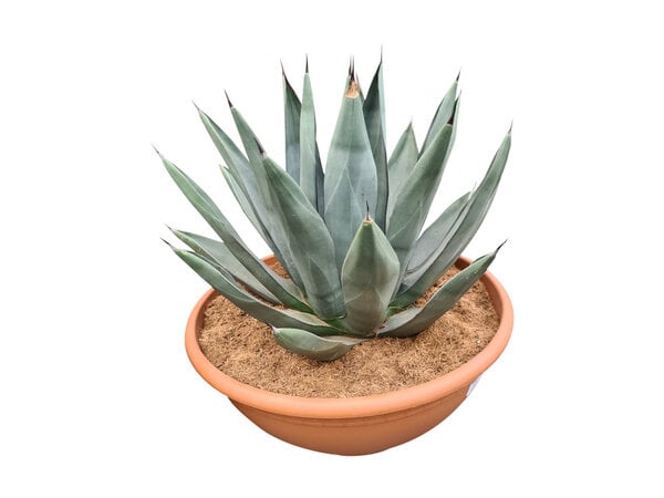 Agave sharkskin (schaal 50 cm)
