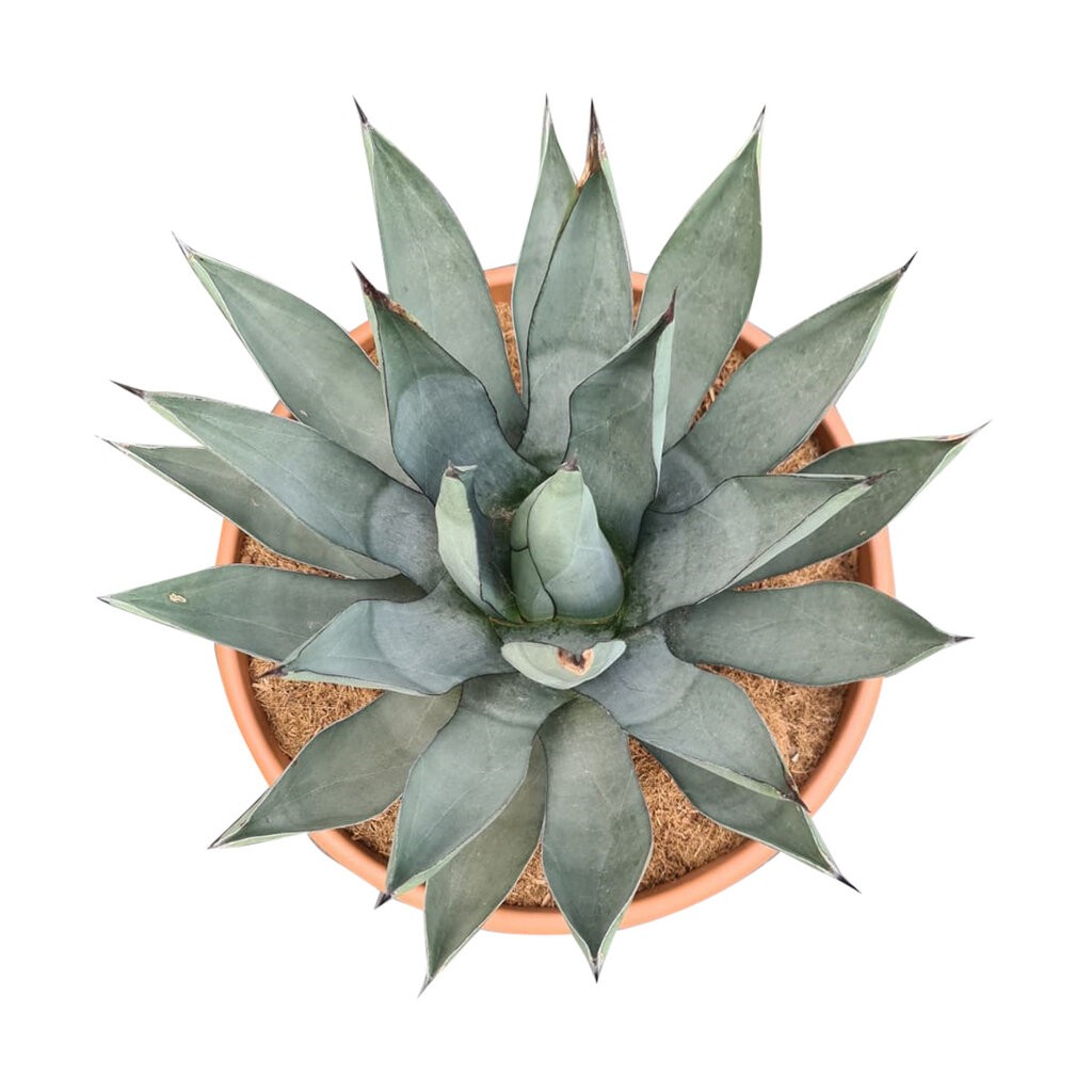 Agave sharkskin (schaal 50 cm)