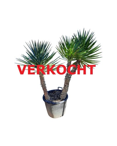 Yucca aloifolia planthoogte 125-150 cm