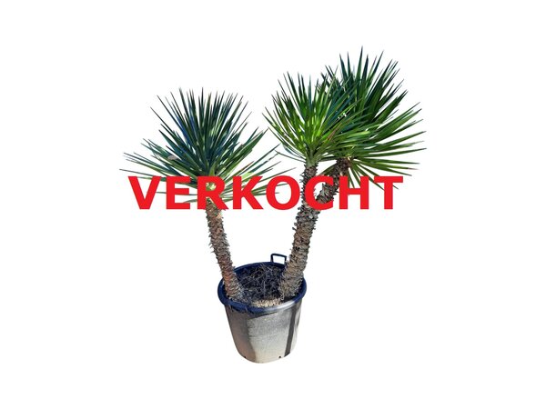 Yucca aloifolia planthoogte 125-150 cm