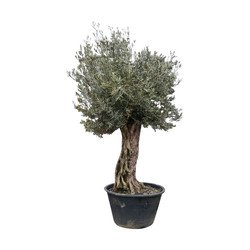 Olijfboom bonsai / Olijfboom klassiek