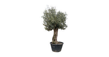 Olijfboom bonsai / Olijfboom klassiek