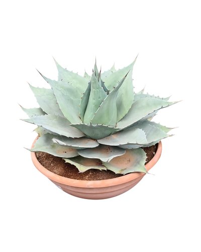 Agave ovatifolia "Whale Tongue" (schaal 50 cm)