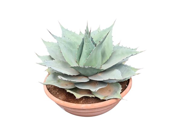 Agave ovatifolia "Whale Tongue" (schaal 50 cm)
