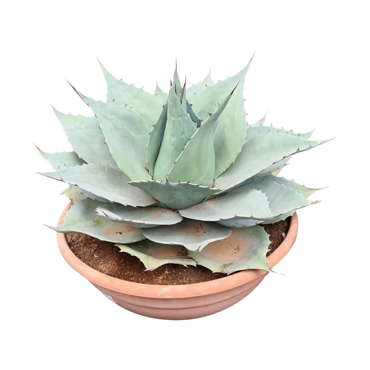 Agave ovatifolia 'Moby' TC株