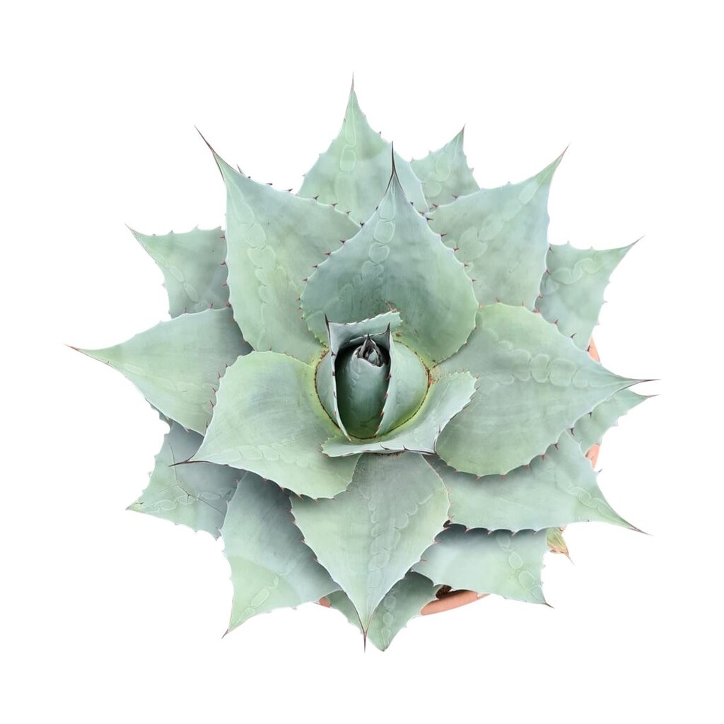 Agave ovatifolia "Whale Tongue" (schaal 50 cm)