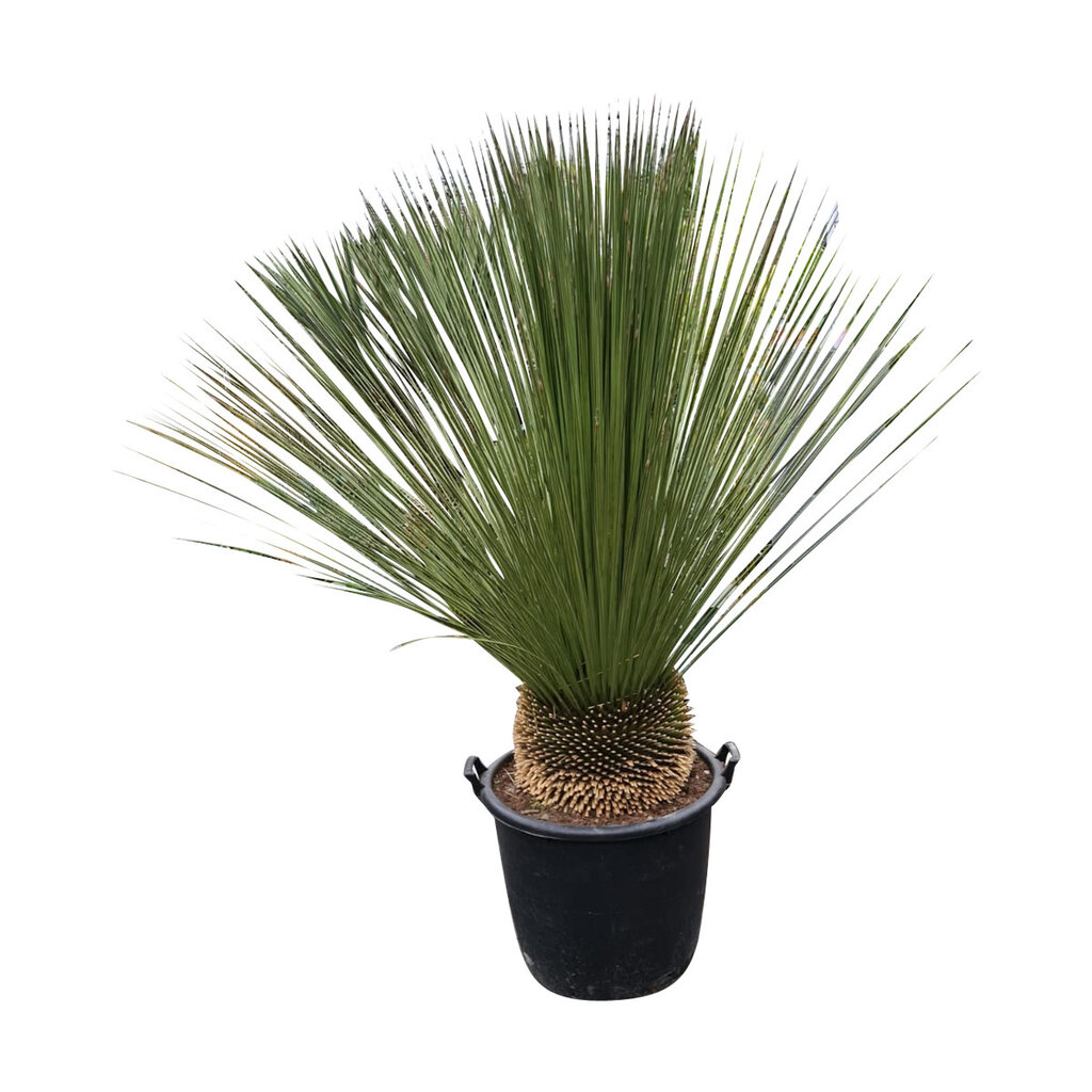 Dasylirion longissimum XXL (pot 110 liter)