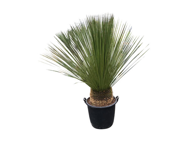 Dasylirion longissimum XXL (pot 110 liter)