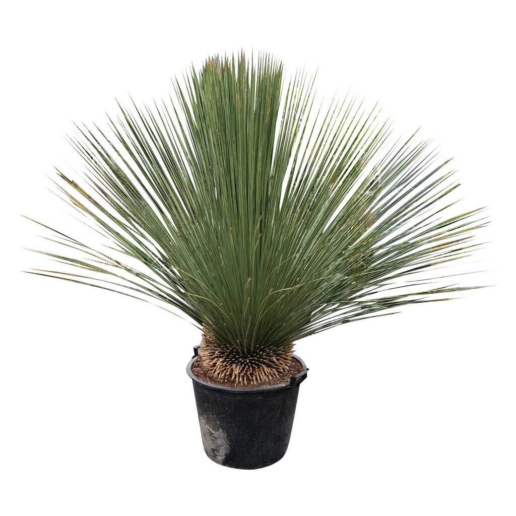 Dasylirion longissimum XL (pot 90 liter)