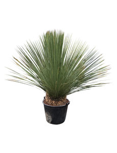 Dasylirion longissimum XL (pot 90 liter)