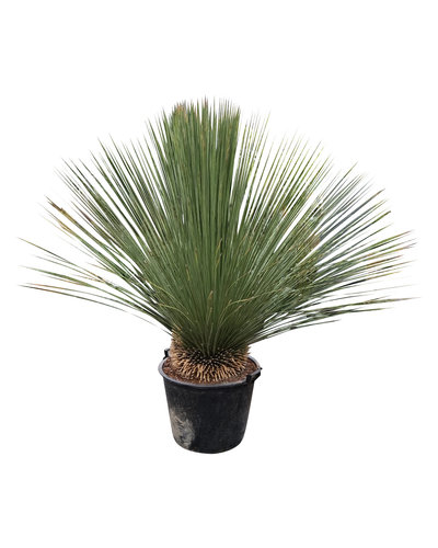  Dasylirion longissimum XL (pot 90 liter)