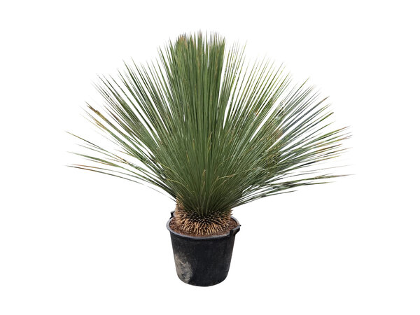 Dasylirion longissimum XL (pot 90 liter)