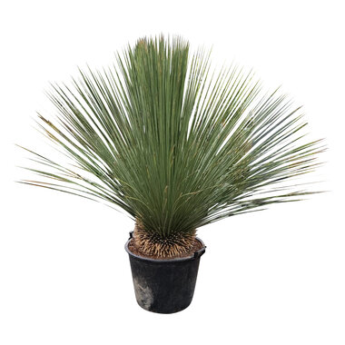 Dasylirion longissimum