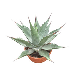 Agave Montana blue ocean