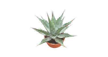 Agave Montana blue ocean