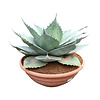  Agave ovatifolia "Whale Tongue" (schaal 40 cm)