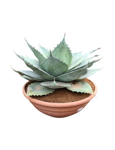 Agave ovatifolia "Whale Tongue" (schaal 40 cm)