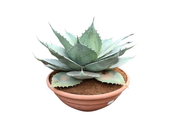 Agave ovatifolia "Whale Tongue" (schaal 40 cm)