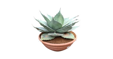 Agave ovatifolia "Whale Tongue"