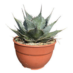 Agave parrasana "Meat Claw"