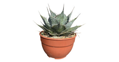 Agave parrasana "Meat Claw"