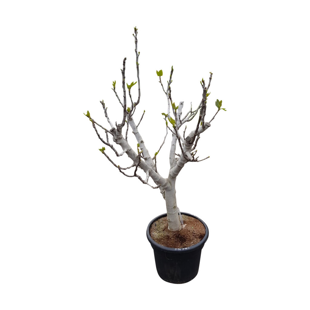 Ficus carica (vijgenboom)